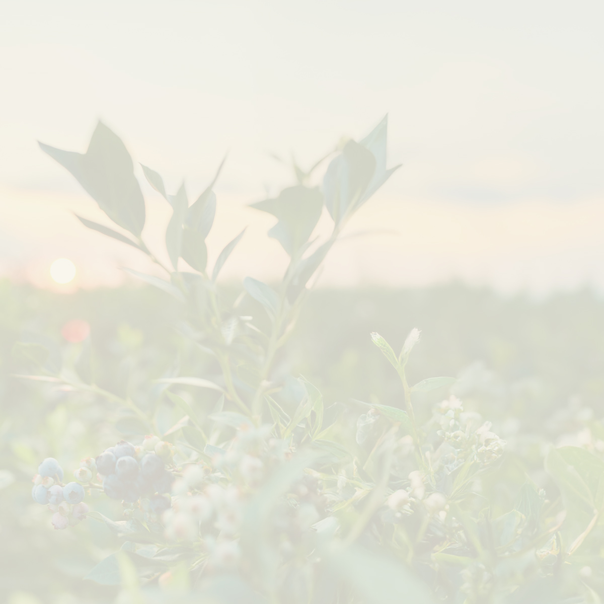 Approche globale : image de fond bleuets