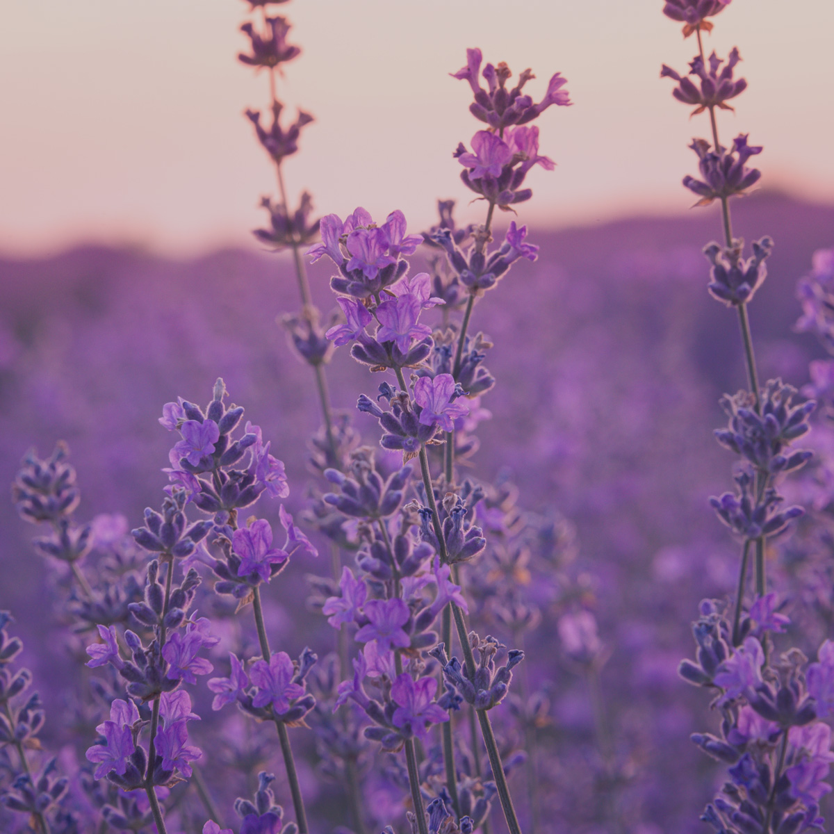 Apprivoiser son émotivité : image de fond lavande