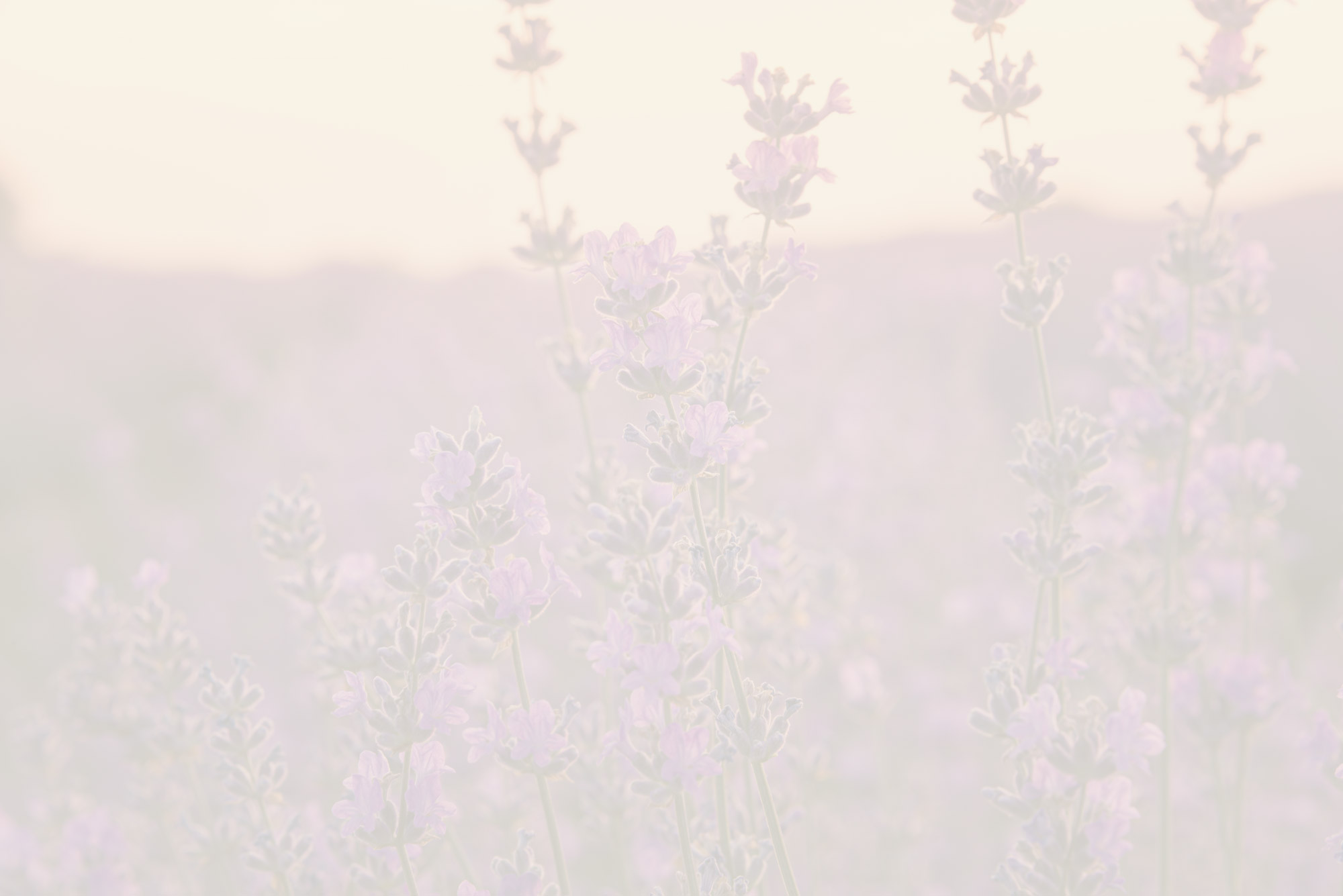 Apprivoiser son émotivité : image de fond lavande