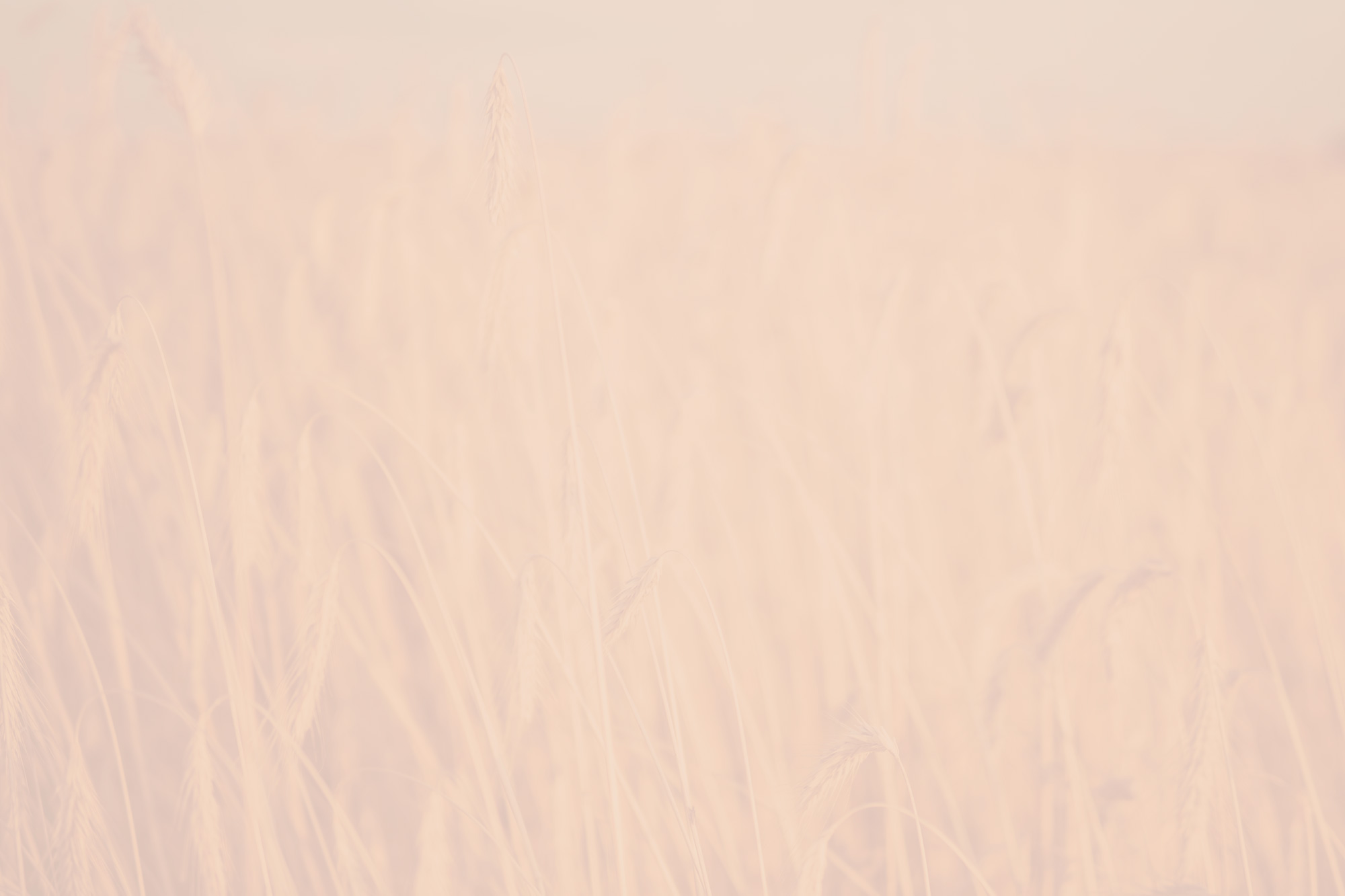 Cultiver son estime de soi : fond champ de blé