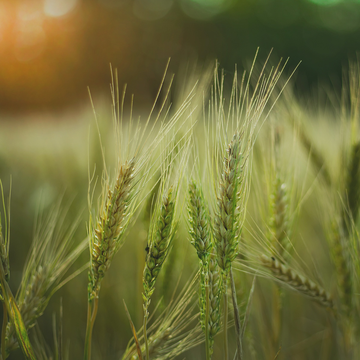 Aider proche souffrant de troubles anxieux : fond champ de blé
