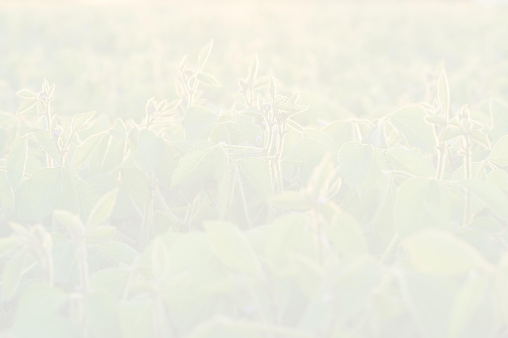 Communication et affirmation de soi : image de fond pale